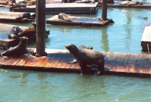 San_Francisco_Pier_e_Leoni_marini