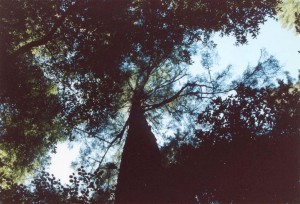 San_Francisco_Sequoia_Wood