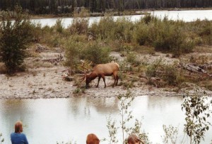 jasper_wapiti