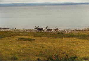 norvegia_cn_renne_sulla_spiaggia