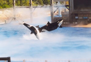 orlando_seaworld3