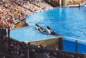 orlando_seaworld4