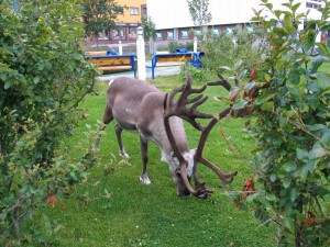 hrt2004_0609_hammerfest_renne