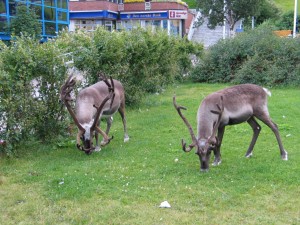 hrt2004_0612_hammerfest_renne