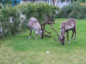 hrt2004_0613_hammerfest_renne