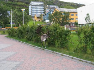 hrt2004_0614_hammerfest_renne