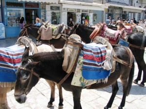 IMG_0116_hydra