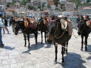 IMG_0118_hydra