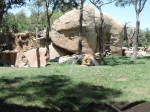 4_Bioparc_DSCN0924