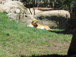 4_Bioparc_DSCN0925