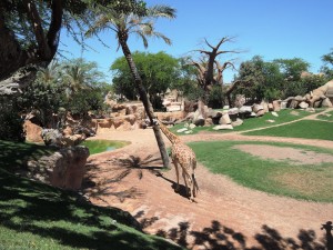 4_Bioparc_DSCN0926