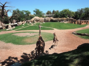 4_Bioparc_DSCN0927