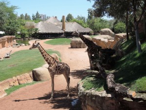 4_Bioparc_DSCN0929