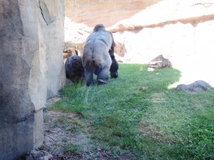 4_Bioparc_DSCN0934