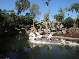 4_Bioparc_DSCN0935