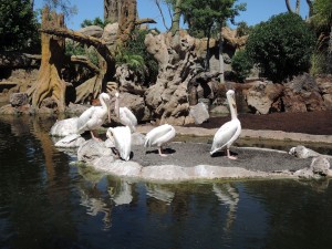 4_Bioparc_DSCN0936