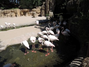 4_Bioparc_DSCN0939