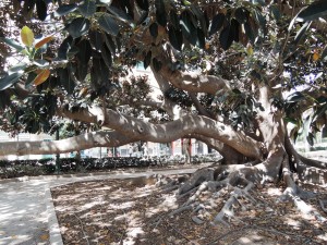 5_Alberi_DSCN0923