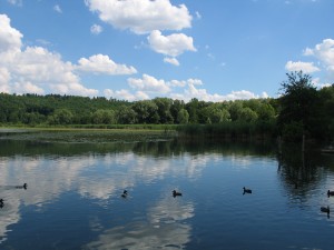 Lago_di_Alserio_2009_1      